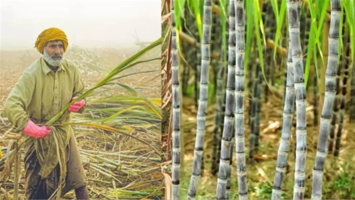 https://www.jagranimages.com/images/newimg/16082025/16_08_2025-farmer_24014774_144429372.jpg