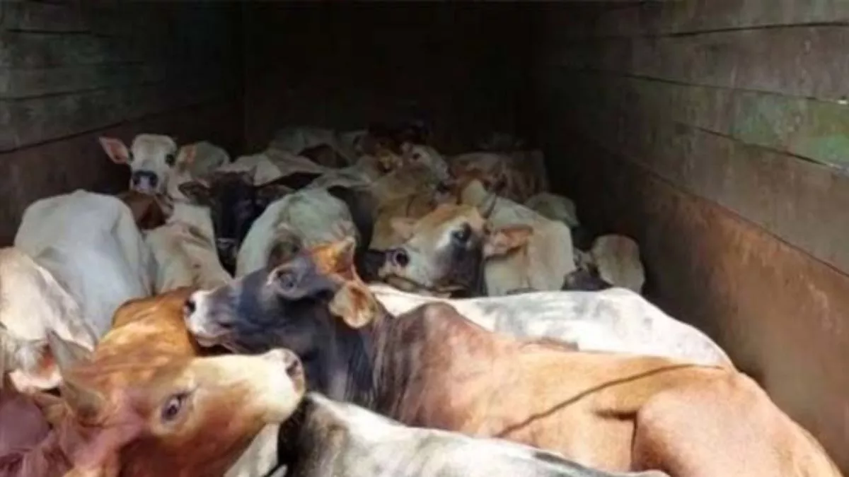मुजफ्फरपुर के कांटी में चल रहा था मवेशी तस्करी का बड़ा धंधा, 85 बछड़ों से लदा कंटेनर जब्त; तस्कर फरार