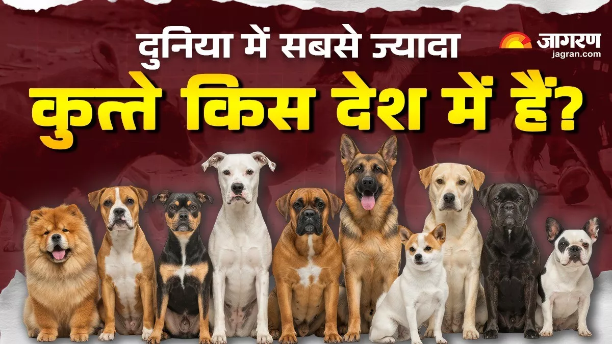 क्या आप जानते हैं दुनिया के किस देश में हैं सबसे ज्यादा Dogs? भारत का नंबर देखकर रह जाएंगे हैरान