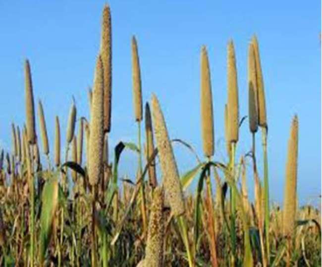 https://www.jagranimages.com/images/newimg/16092021/16_09_2021-odisha_millet_mission_22025325_94757277.jpg