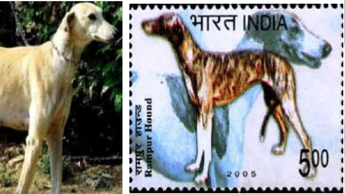 Rampur hound puppies for deals sale
