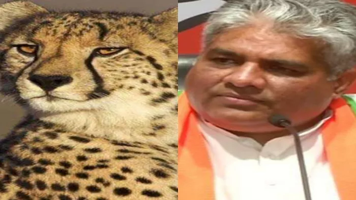 पर्यावरण मंत्री ने कहा- अत्यधिक शिकार से विलुप्त हुए थे चीते
