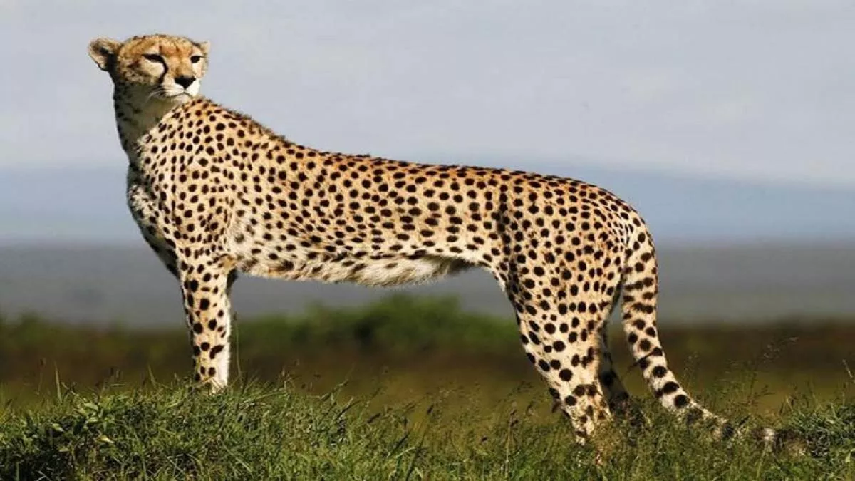 Cheetah in India: भारत में 75 साल बाद फिर बसेगा चीतों का आशियाना, सामने आया पहला Video