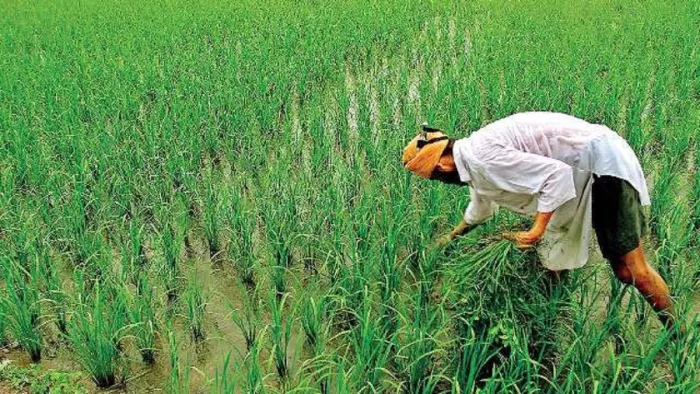 area of pulses and oilseed crops decreased along with paddy