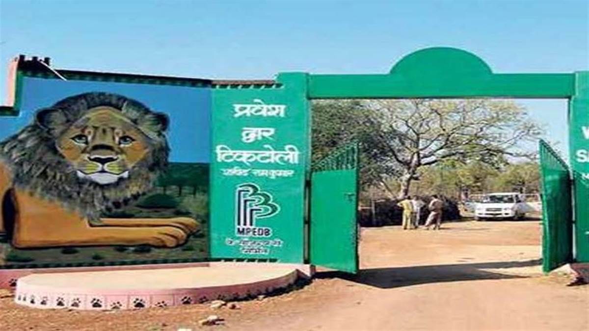 the arrival of cheetahs in kuno national park will increase tourism