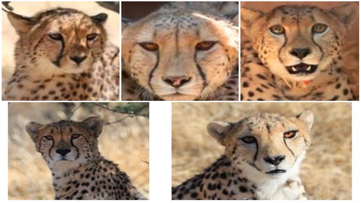 kuno wildlife sanctuary arrival of cheetahs in india jagran special