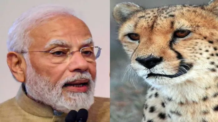 लगभग साढ़े सात दशक की लंबी प्रतीक्षा के बाद देश में फिर चीता युग का आरंभ होने जा रहा है।