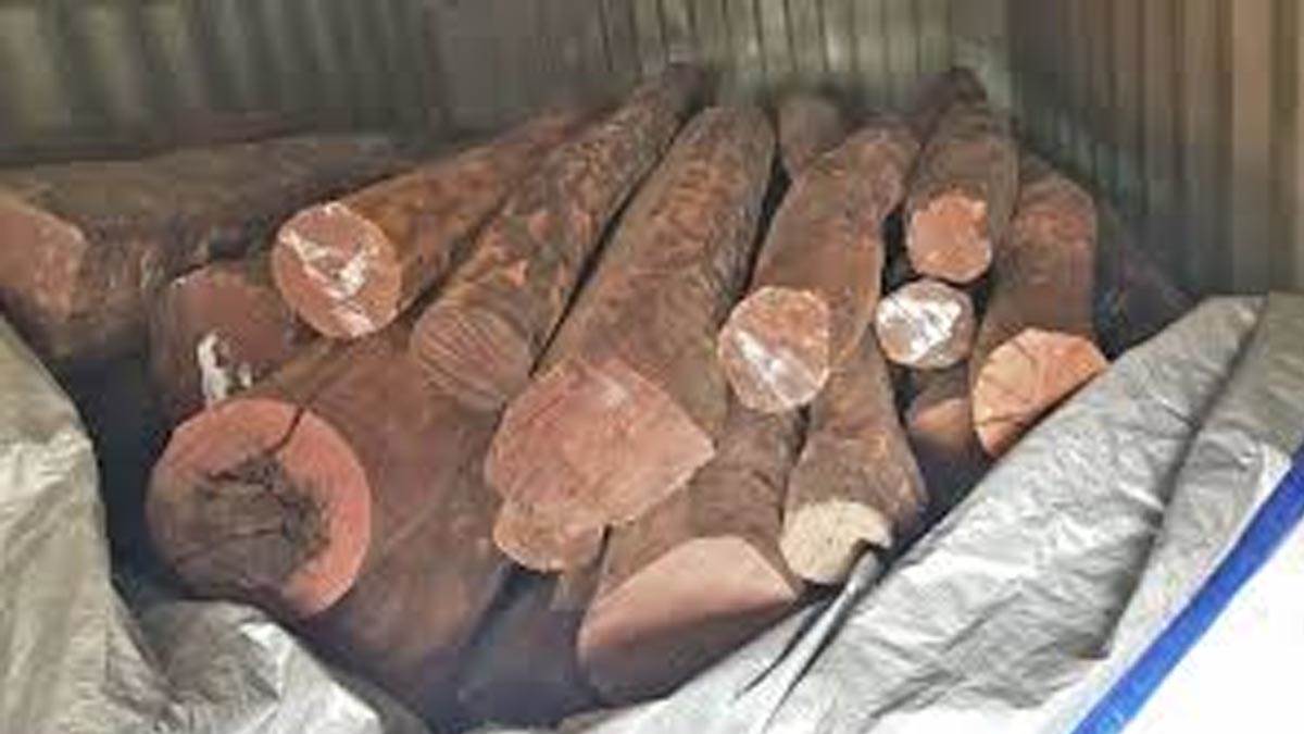 custom declared high alert in case of red sandalwood smuggling from panipat to abroad and mastermind belongs to ludhiana