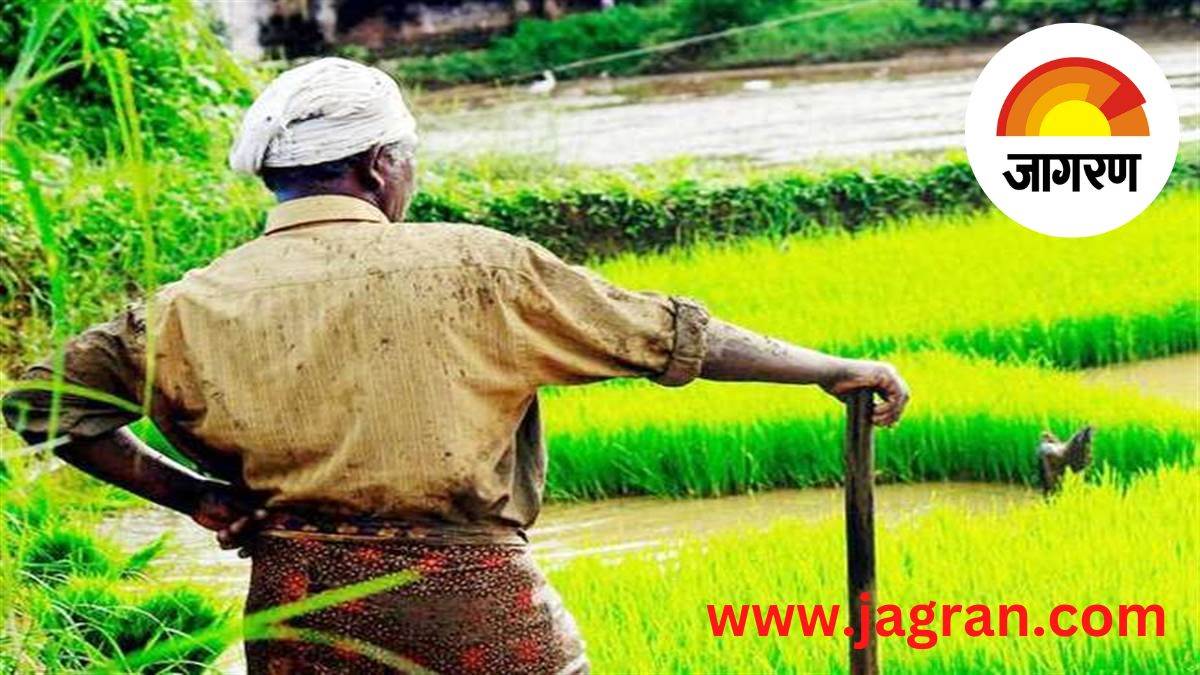 https://www.jagranimages.com/images/newimg/16092022/16_09_2022-rice_23074236.jpg