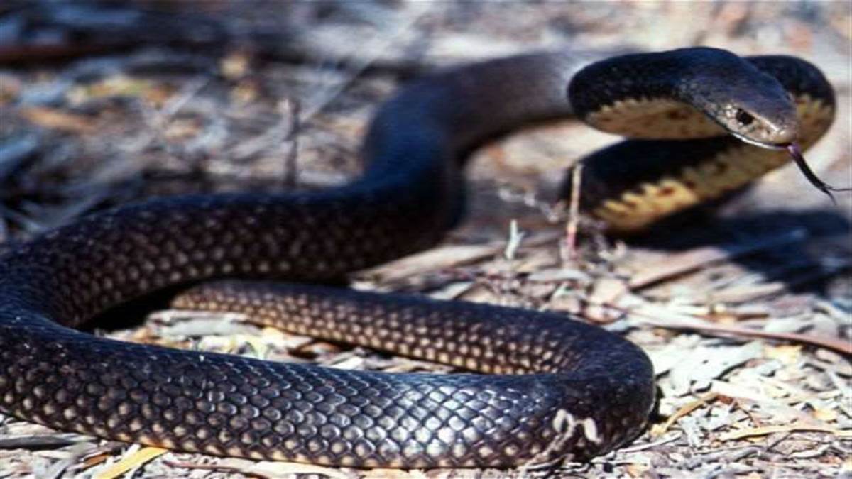 https://www.jagranimages.com/images/newimg/16092022/16_09_2022-snake_23074132.jpg