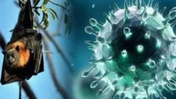Nipah Virus: केरल में कहर बरसा रहा निपाह वायरस, अब तक 1080 लोग संक्रमण का शिकार; कोझिकोड में स्कूल-कॉलेज बंद