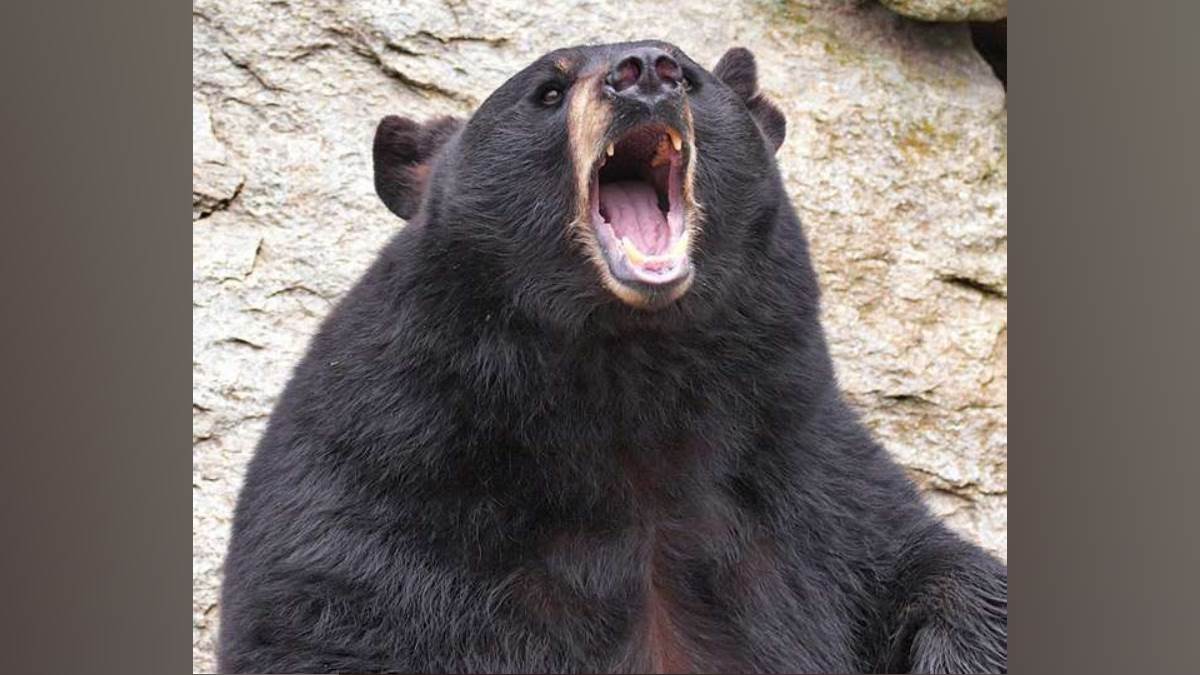 https://www.jagranimages.com/images/newimg/16092025/16_09_2025-bear_attack_news_24048964.jpg