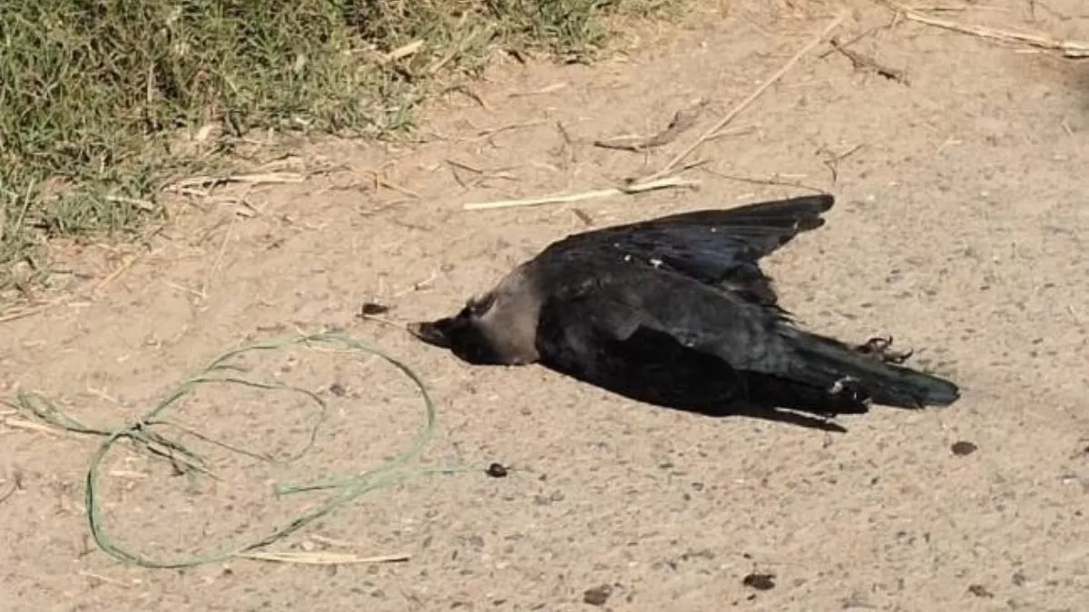 https://www.jagranimages.com/images/newimg/16092025/16_09_2025-crow_death_24048889.jpg