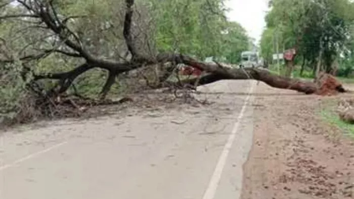 बनीखेत में आर्मी कॉलोनी के समीप गिरा देवदार का पेड़, एनएच छह घंटे रहा अवरुद्ध (फाइल फोटो)