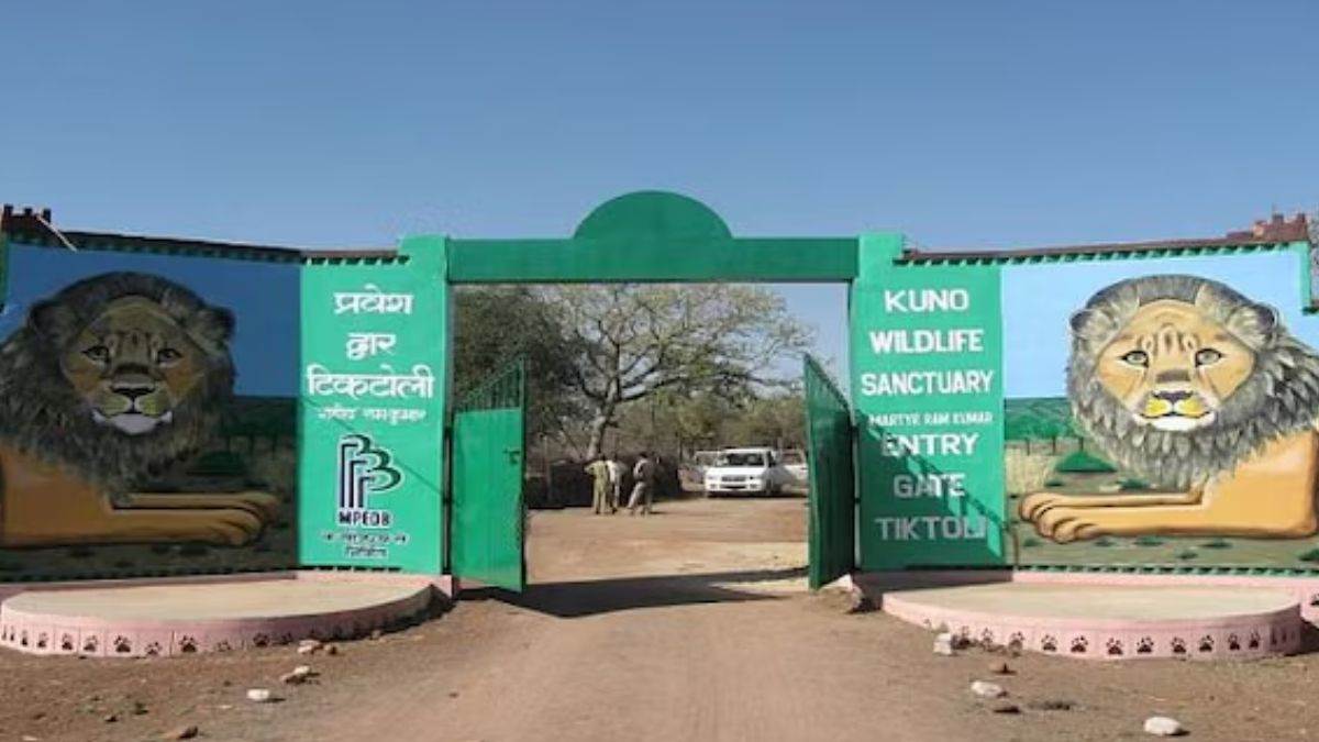 https://www.jagranimages.com/images/newimg/16092025/16_09_2025-kuno_national_park_24048465.jpg