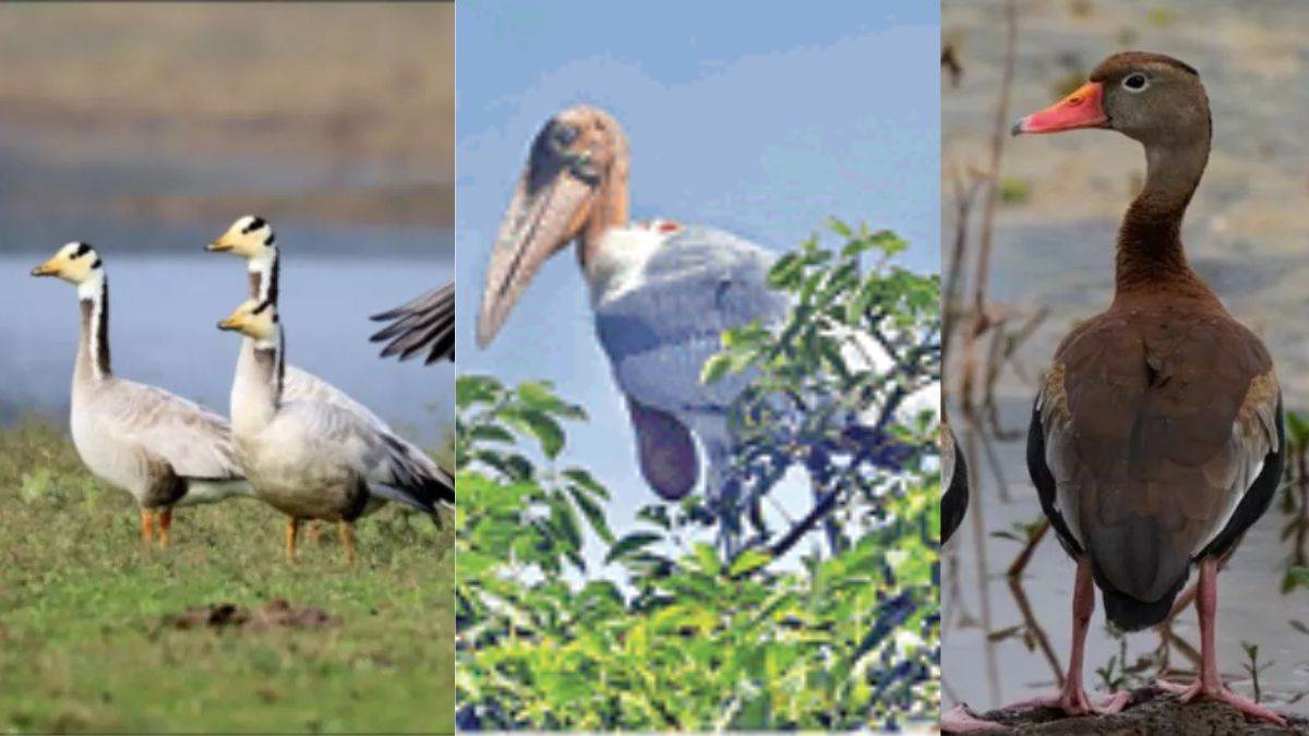 https://www.jagranimages.com/images/newimg/16092025/16_09_2025-migratory_birds_patna___24048626.jpg