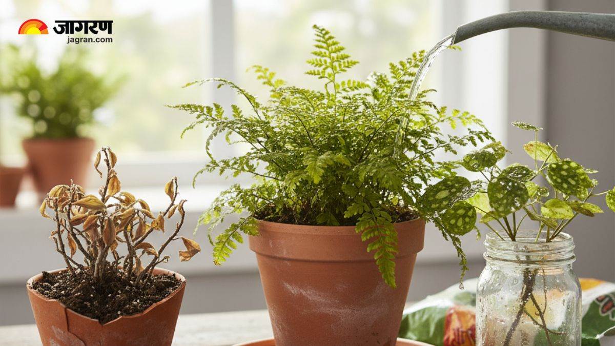 https://www.jagranimages.com/images/newimg/16092025/16_09_2025-plant_care_tips_24048544.jpg