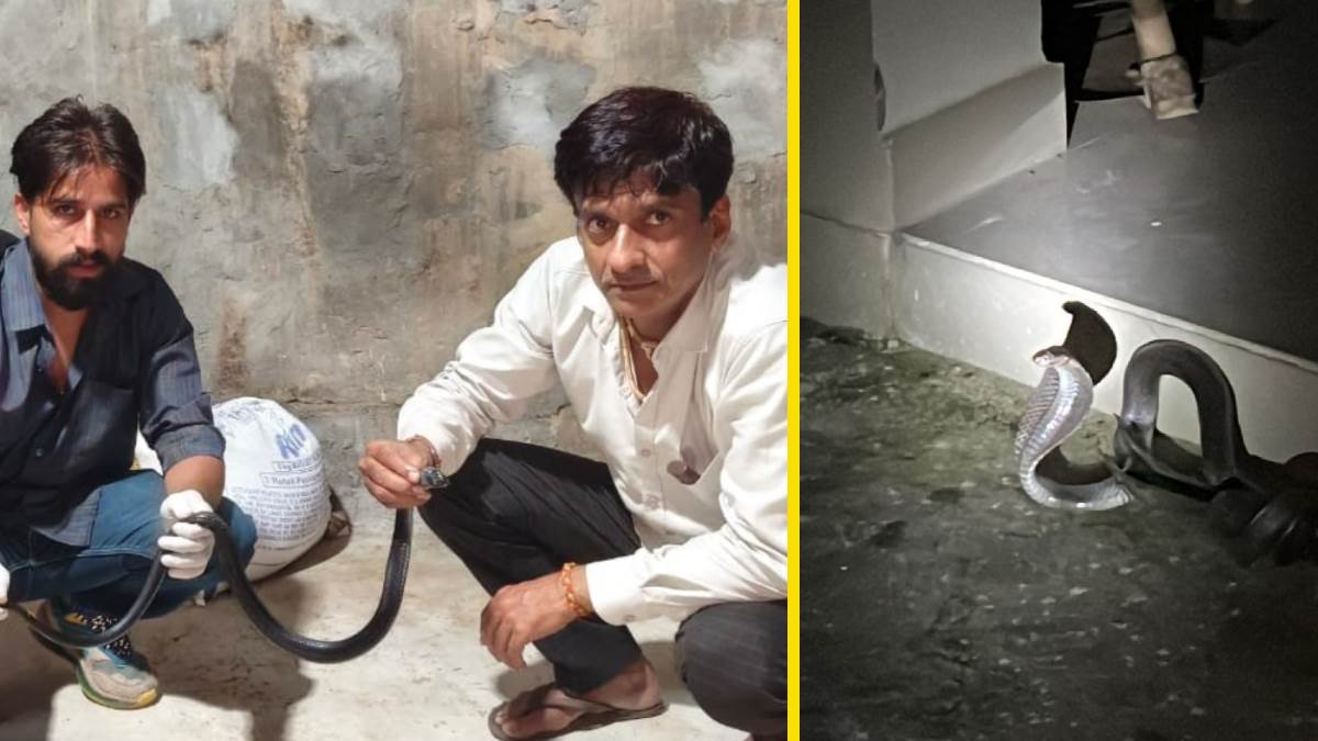 https://www.jagranimages.com/images/newimg/16092025/16_09_2025-snake_news_24048580.jpg