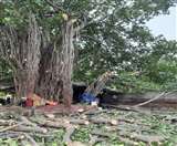 वाह! 150 साल पुराना बरगद का पेड़ काट रहा था ठेकेदार, लुधियाना के लोगों ने यूं बचा लिया Ludhiana News