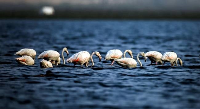 health pakshi par wayu pardushan haryana gurgaon local news health pakshi par wayu pardushan haryana gurgaon local news