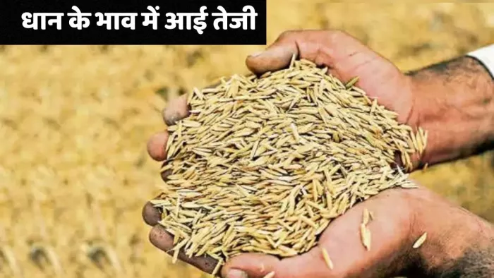 कैथल में धान के भाव में तेजी आई है।