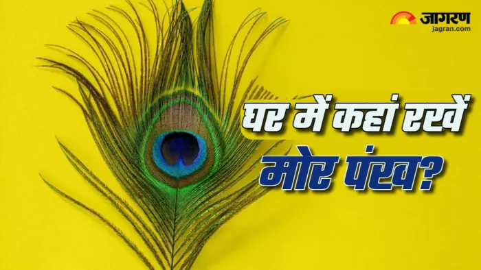 Vastu Tips: वास्तु के अनुसार घर में यहां रखें मोर पंख।