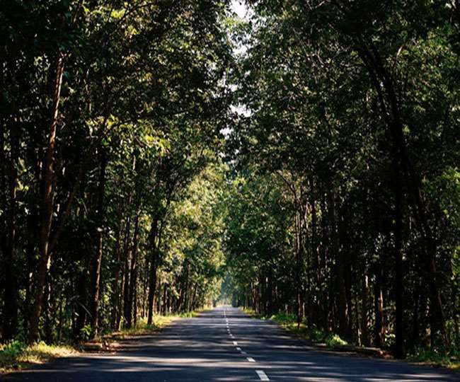एक मां ने 22 गांव में लगा दिए 20 लाख पेड़, यूनेस्को ने किया सम्मानित