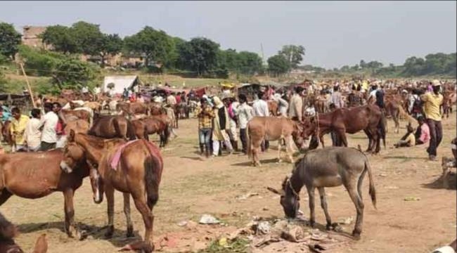 chitrakoot chr39 s donkey fair faded in corona