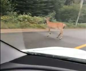 इसके कैप्शन में लिखा है-सड़क पर तेजी गति से ड्राइव न करें।