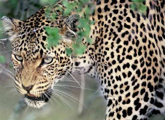 https://www.jagranimages.com/images/newimg/16112021/16_11_2021-leopard_1_22211770.jpg
