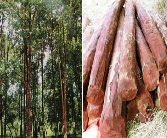 you can also increase your income by cultivating sandalwood farmers of pratapgarh are excited after learn tricks of farming