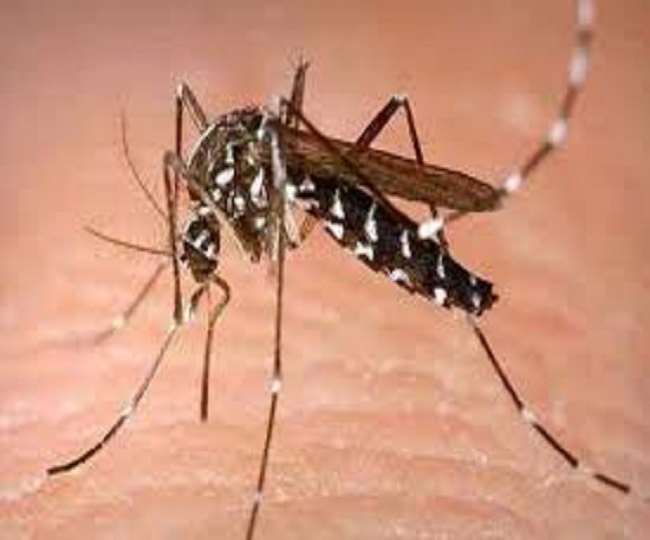 Zika Virus in Kanpur कानपुर में कहर बरपा रहे जीका वायरस की खबर से संबंधित सांकेतिक फोटो।
