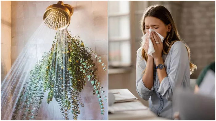 Eucalyptus For Seasonal Flu: नीलगिरी की पत्तियां दिला सकती हैं सर्दी-खांसी से छुटकारा