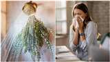 Eucalyptus For Seasonal Flu: नीलगिरी की पत्तियां दिला सकती हैं सर्दी-खांसी से छुटकारा