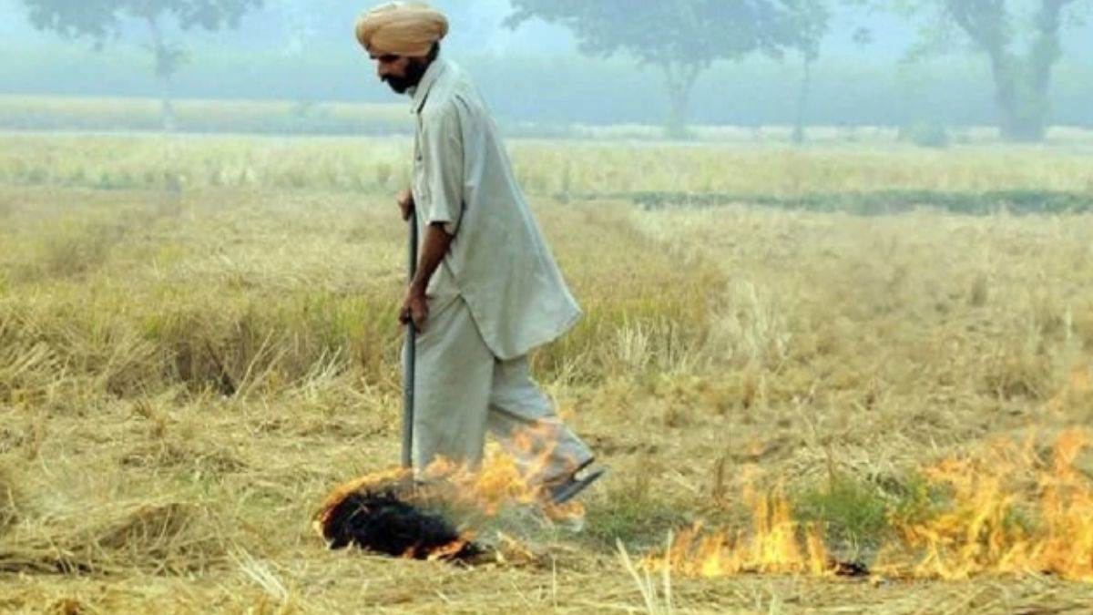 air pollution jalandhar stubble burning cases decreased after rains