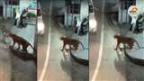 अल्मोड़ा के मारचूला में वनकर्मी की गोली से हुई थी बाघ की मौत, केस दर्ज, जांच कमेटी गठित