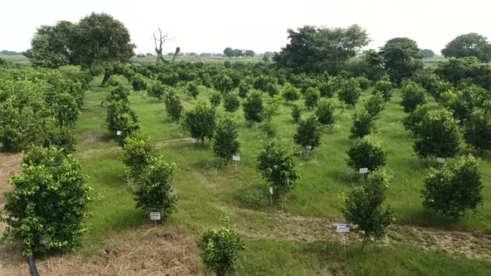 कानपुर के भीतरगांव ब्लाक के बिरहर गांव स्थित लाइफ गार्डन में पेड़-पौधे। जागरण