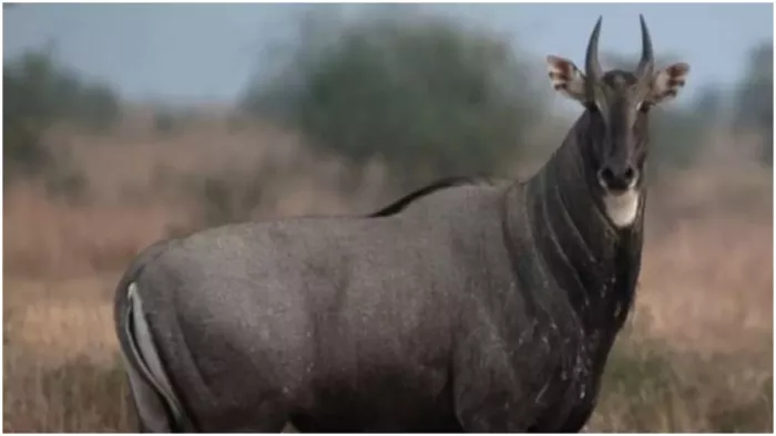 नीलगायों को उपयोगी बनाने के लिए शोध कराएगी बिहार सरकार, 1.14 करोड़ रुपये आवंटित