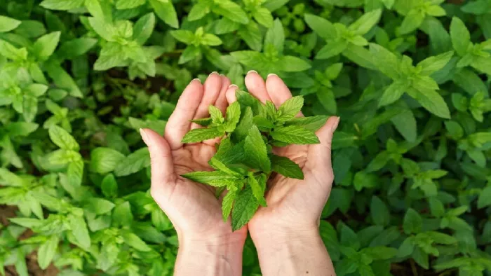 Tulsi ke Upay: आर्थिक तंगी को दूर करने के लिए करें तुलसी का ये उपाय, मिलेंगे कई लाभ