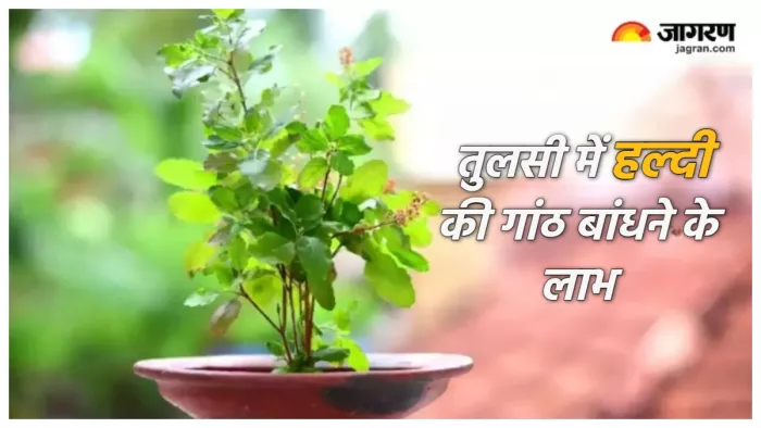Tulsi Ke Niyam तुलसी में हल्दी की गांठ बांधने के लाभ।