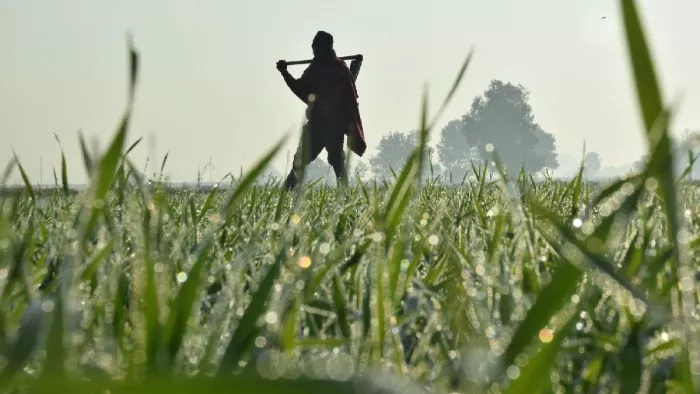 गेहूं की फसल पर मोती जैसी ओस की बूंदें पड़ रही हैं। (फोटो- संजय शर्मा)