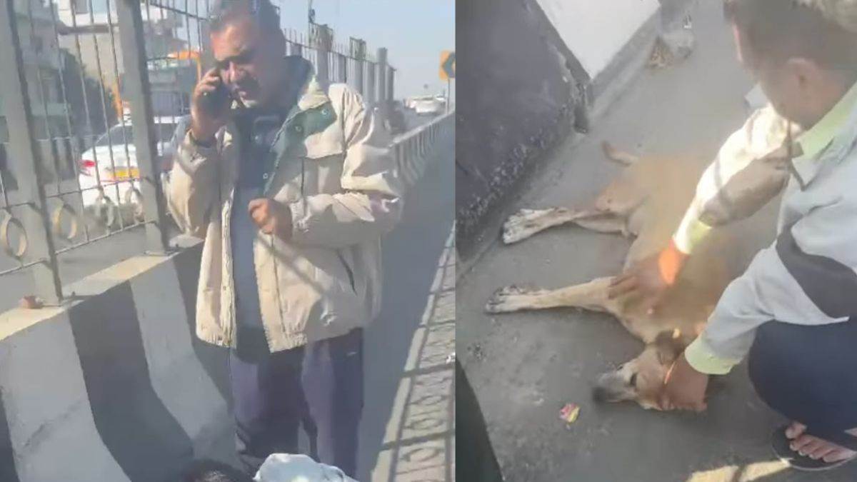 former union minister sanjeev balyan rescues injured dog on meerut expressway goes delhi