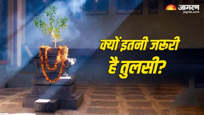 Tulsi mahatav तुलसी का पौधा लगाना क्यों है जरूरी।