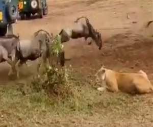 इस वीडियो में शेरनी की तुलना शॉपिंग करने वाली महिला से की गई है।