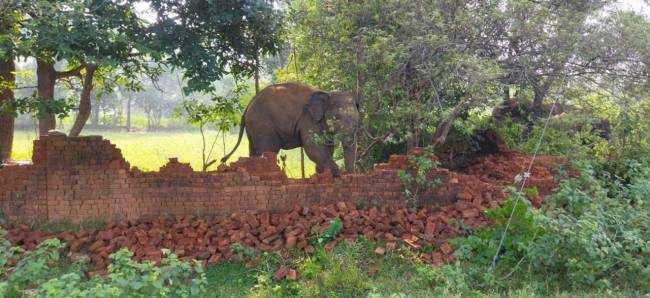 रामगढ़ में हाथियों ने मचाया उत्पात, कई घरों को अपने पैरों से रौंदा