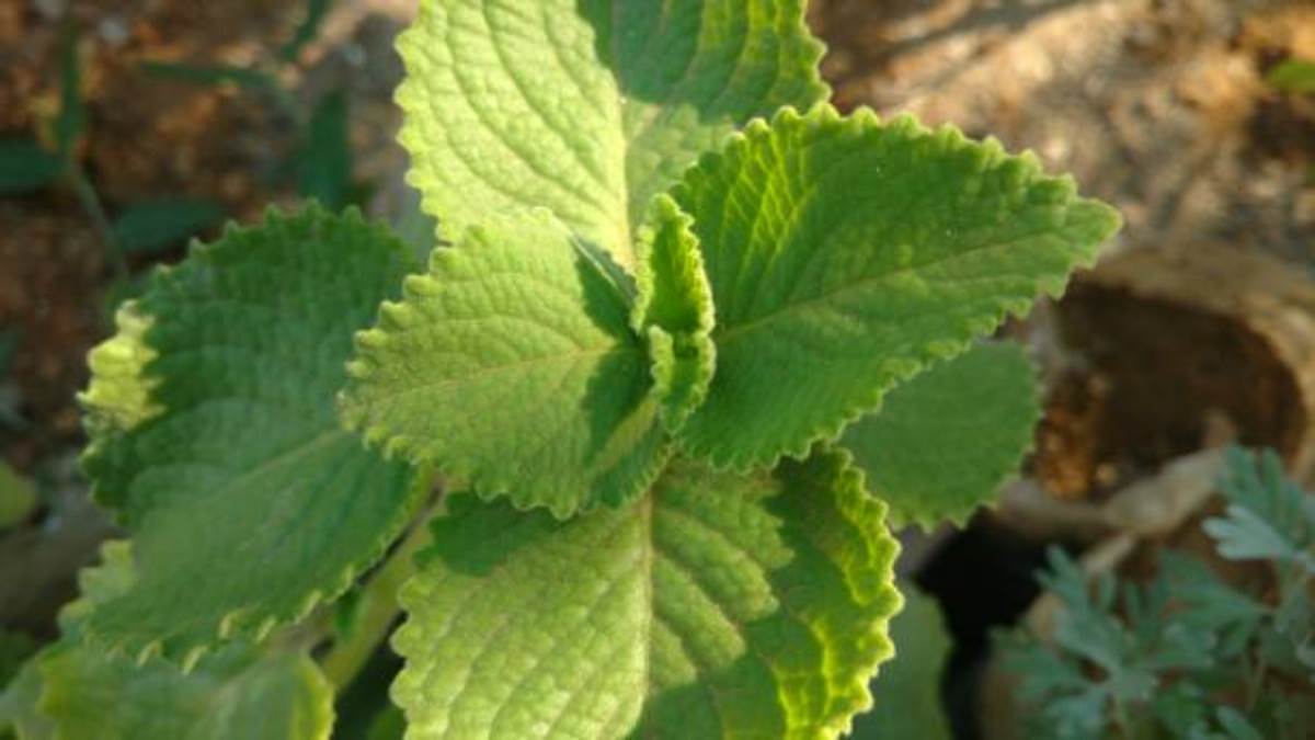 Ajwain Leaves Benefit अजवाइन के पत्तों में है मेडिसिनल और स्वाद दोनों