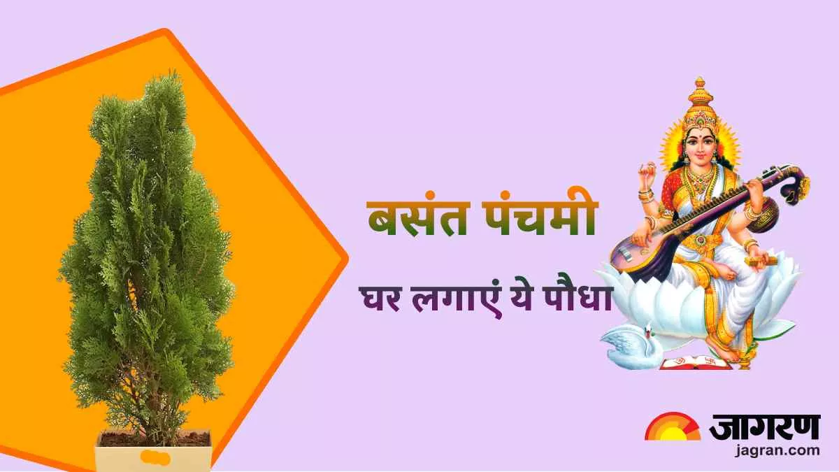 Basant Panchami 2023: बसंत पंचमी पर घर में लगाएं ये चमत्कारी पौधा, मां सरस्वती के साथ मां लक्ष्मी होगी प्रसन्न