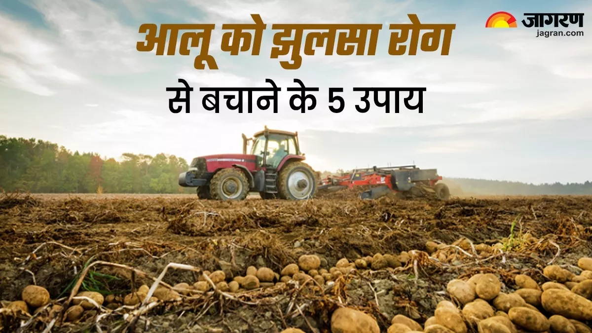 Bihar News: आलू को झुलसा रोग से कैसे बचाएं? पढ़ें 5 असरदार उपाय, फिर जमकर होगी पैदावार