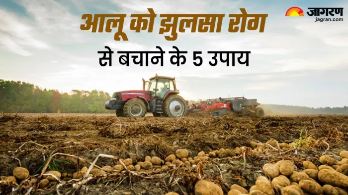 आलू को झुलसा रोग से बचाने के उपाय (जागरण)