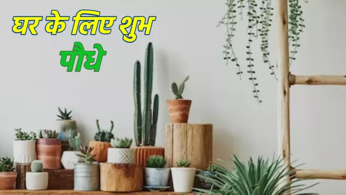 Holy Plants for Home सुख-समृद्धि के लिए लगाएं ये पौधे।